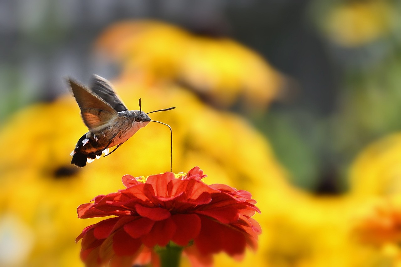 Top 10 Garden Plants for Hummingbird Attraction